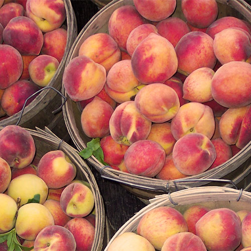 Join us this season for pick your own peaches at our farm just outside of memphis in Millington, Tennessee.