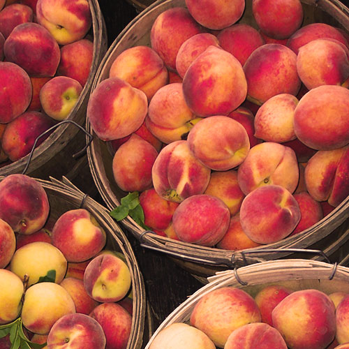 Farm Fresh Tennessee Peaches Grown Locally