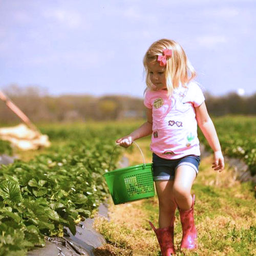 Pick Your Own Stawberries in our u-pci strawberry patch