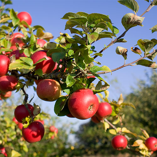 Pick-your-own apples in our u-pick apple orchards north of Memphis, Tennessee